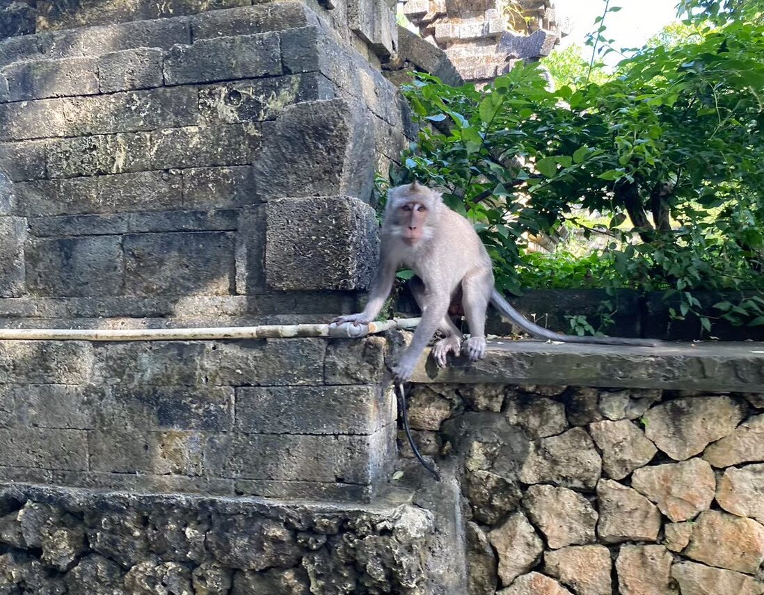ウルワツ寺院の猿
