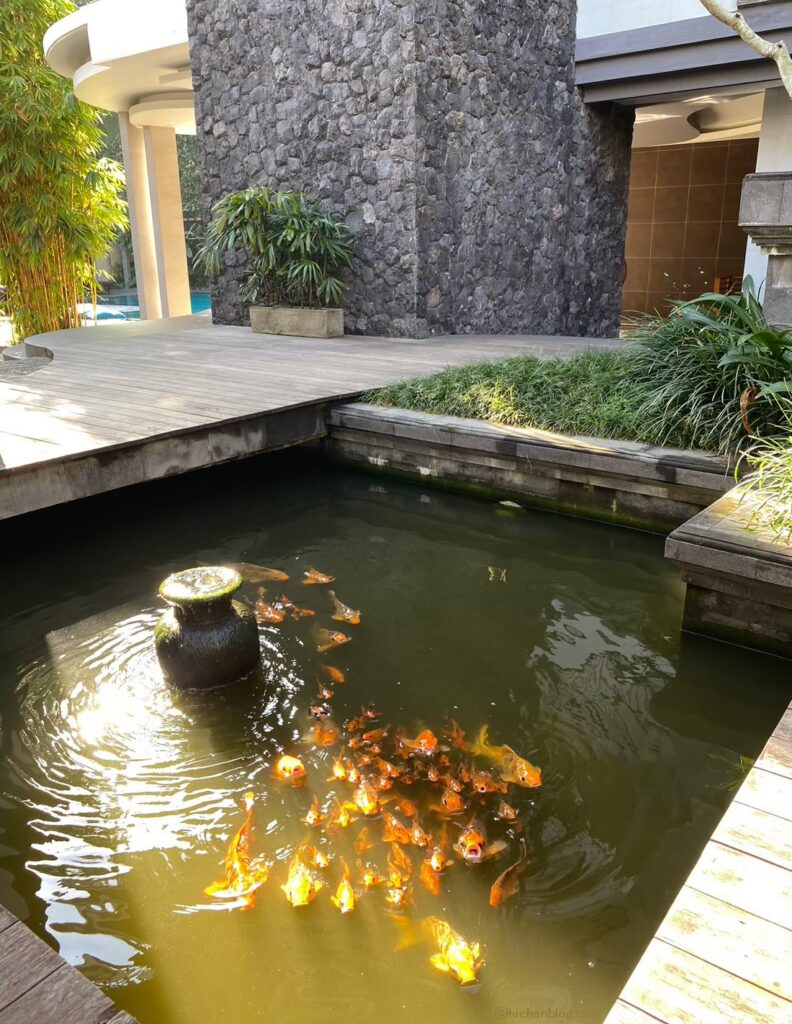 カジャネ ムア ビラス(Kajane Mua Villas)の庭で泳いでいる鯉