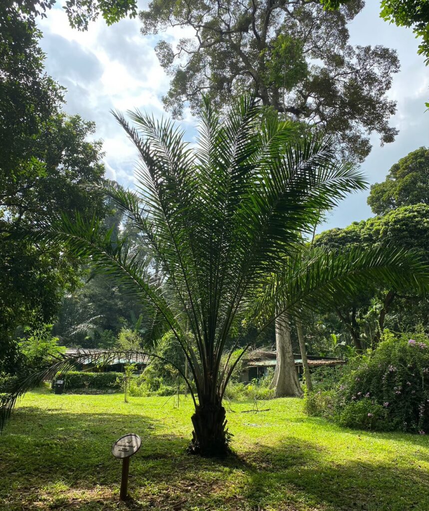 ウビン島の植物