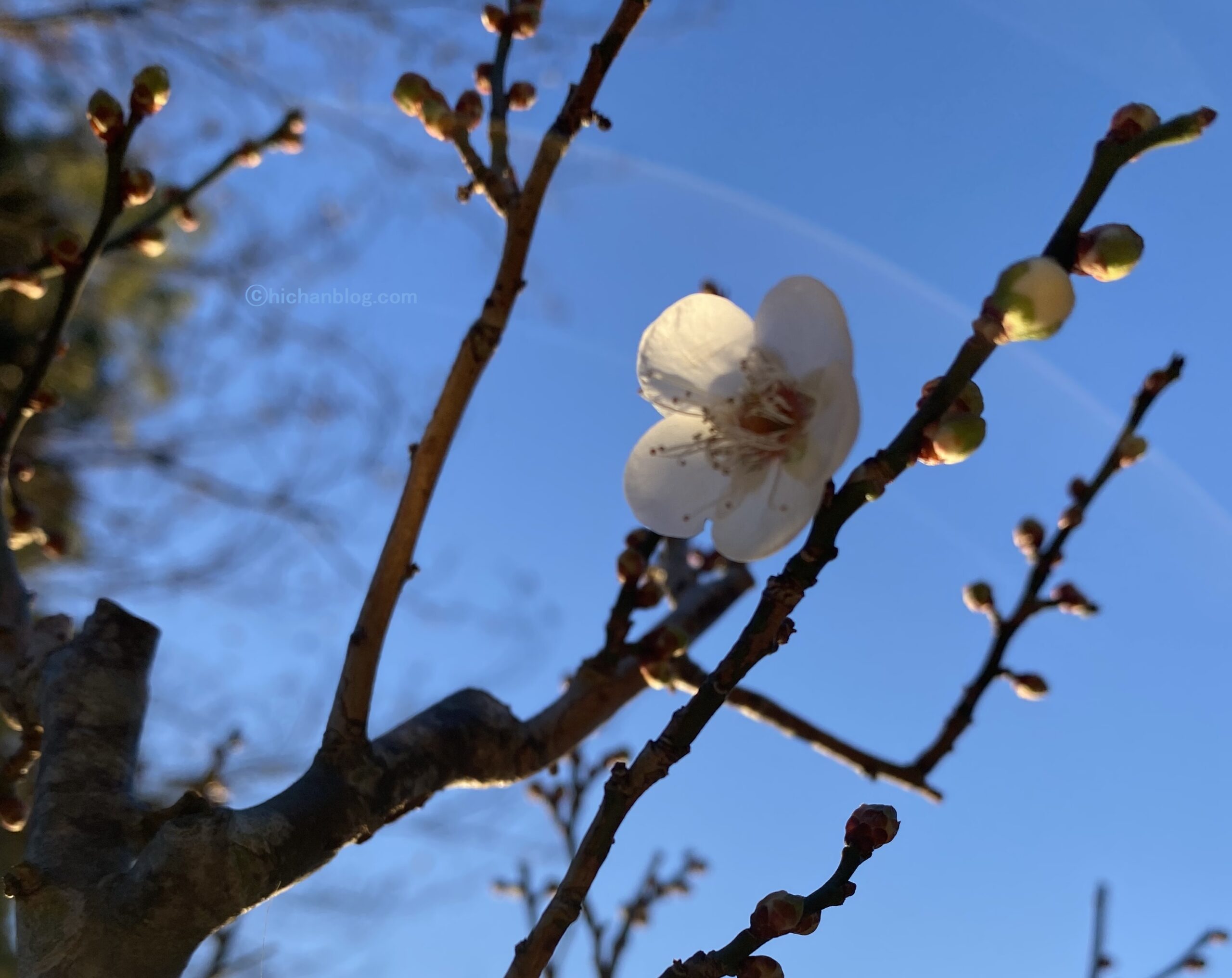 梅の花