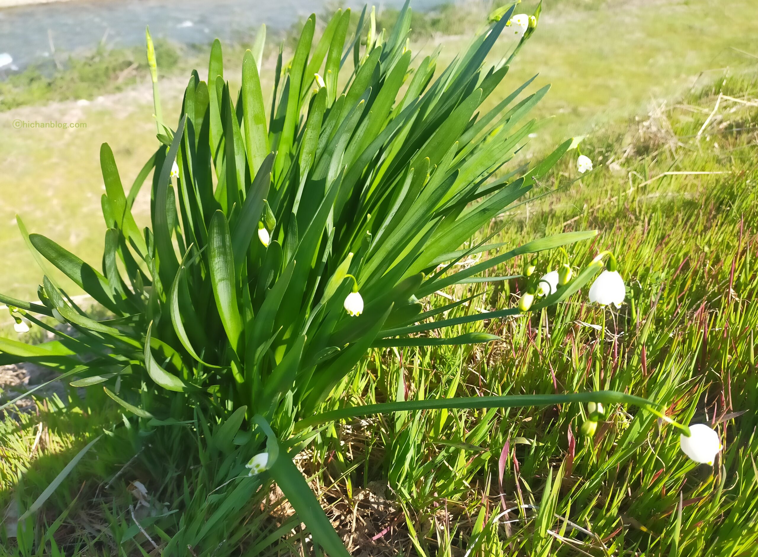 スズランの花