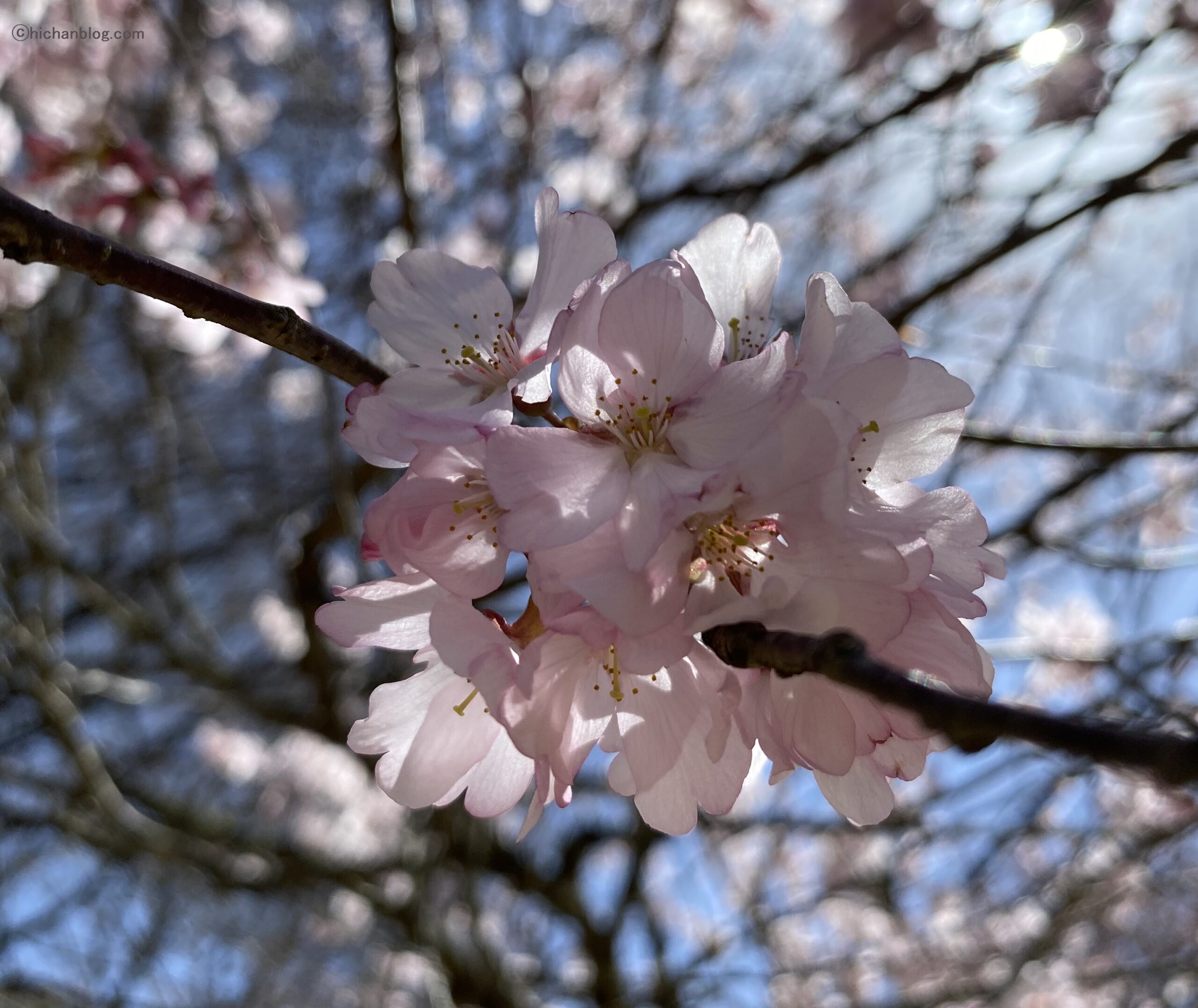 桜