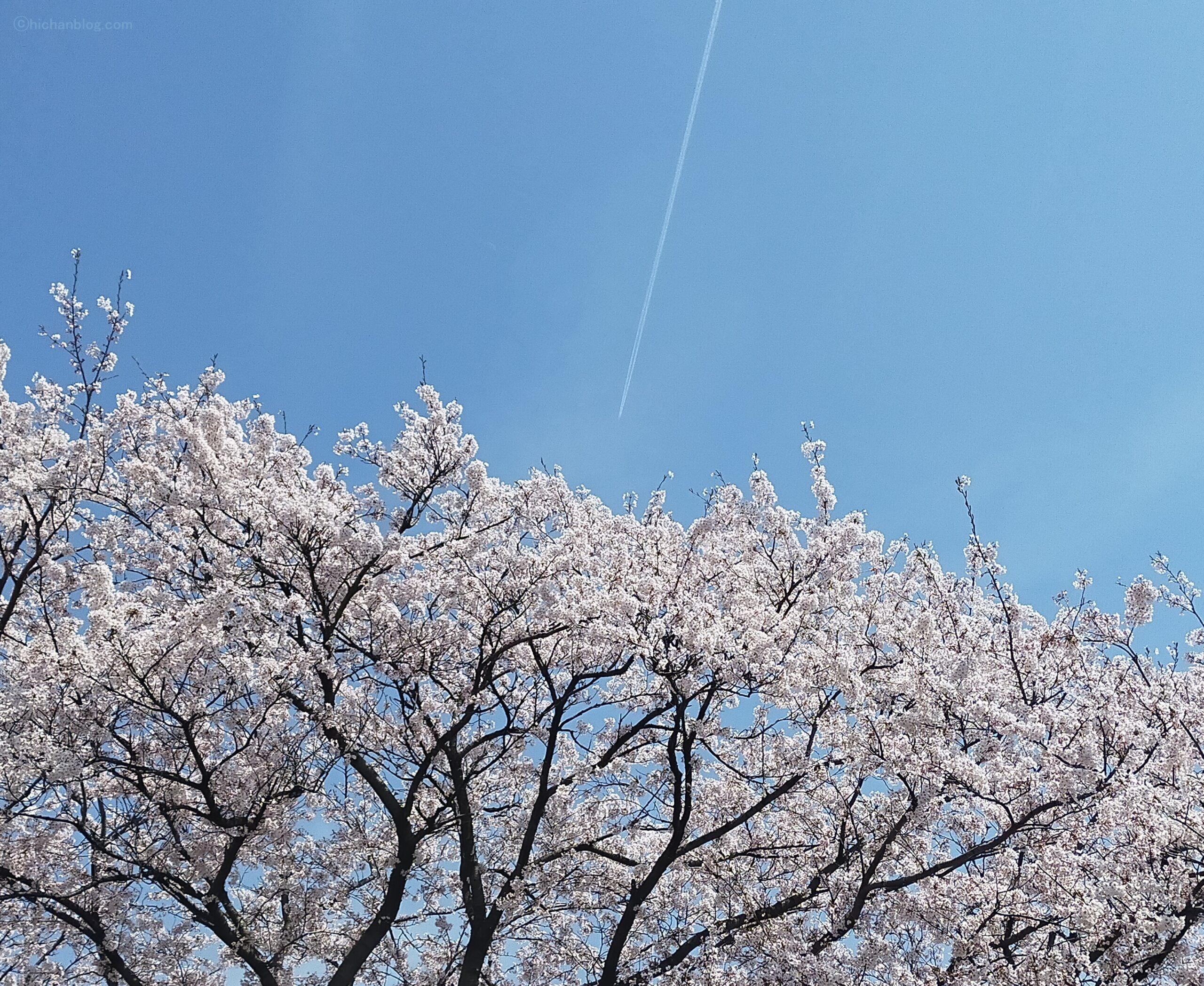 飛行機雲と桜