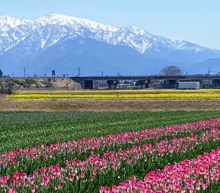 富山春の四重奏