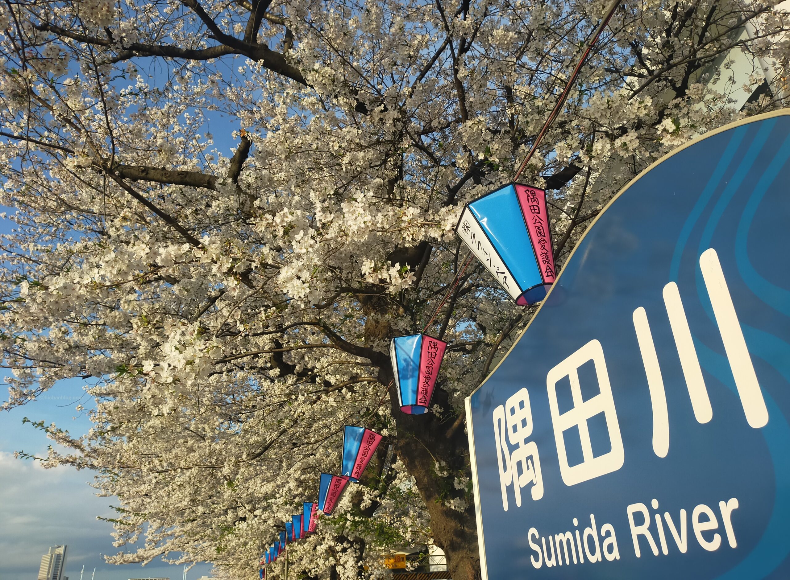 隅田川の桜