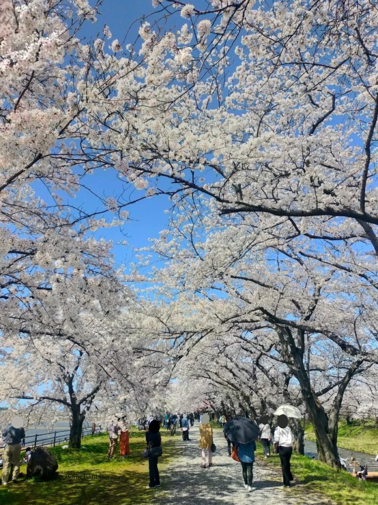 桜並木