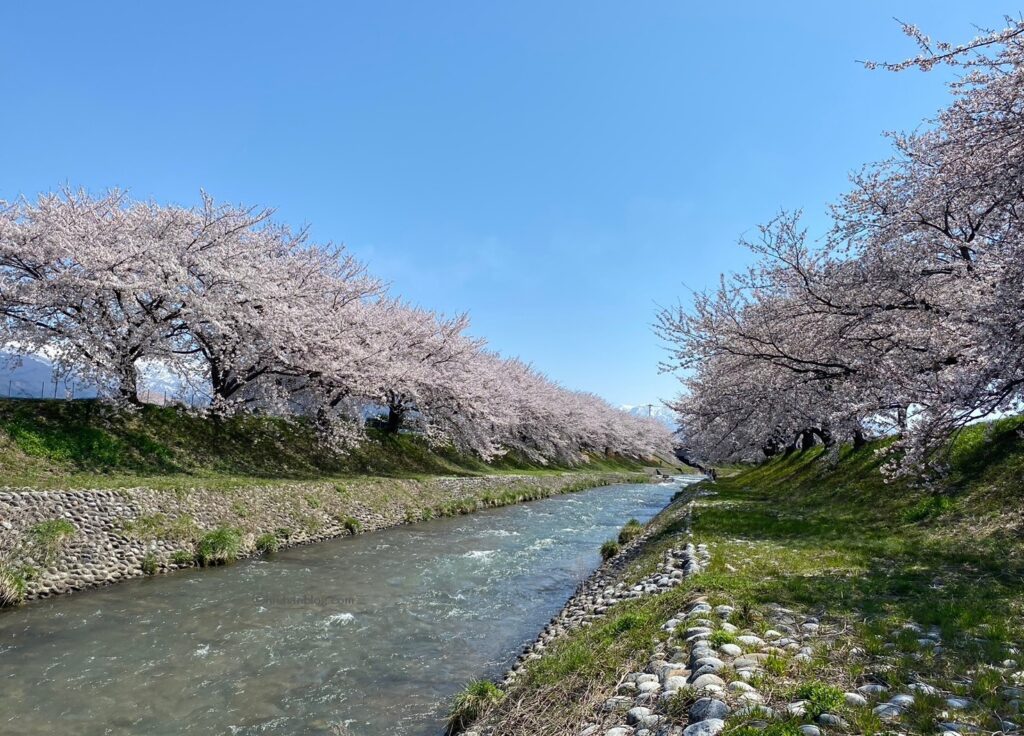 桜並木と川