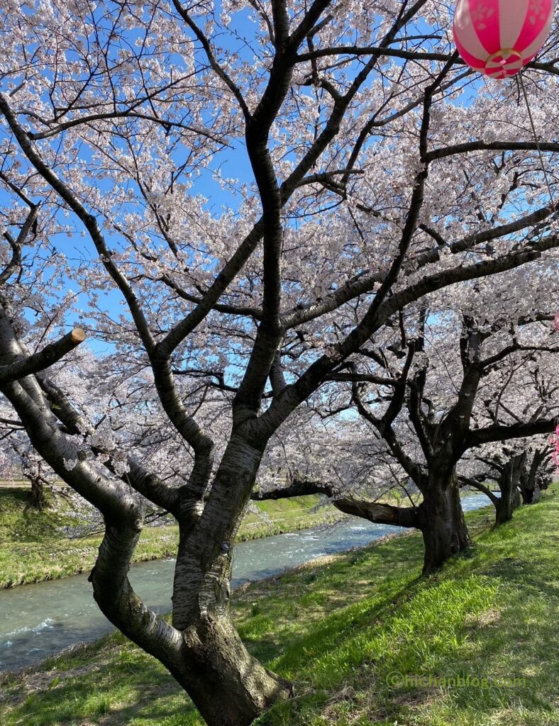 桜並木