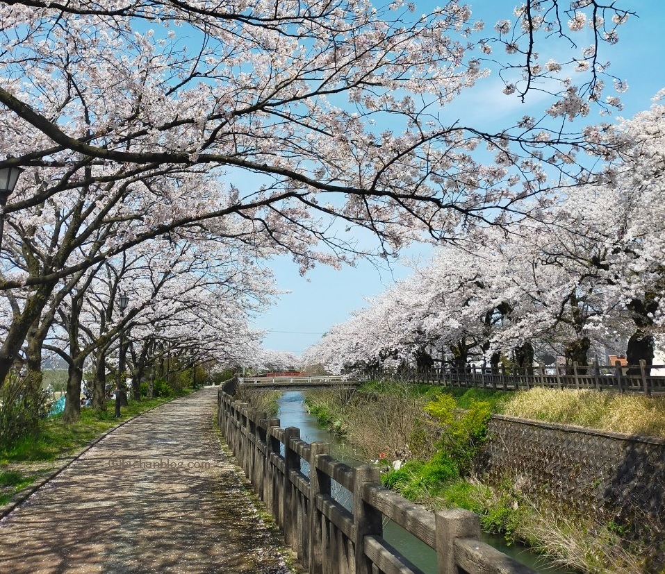 富山の街中の桜並木