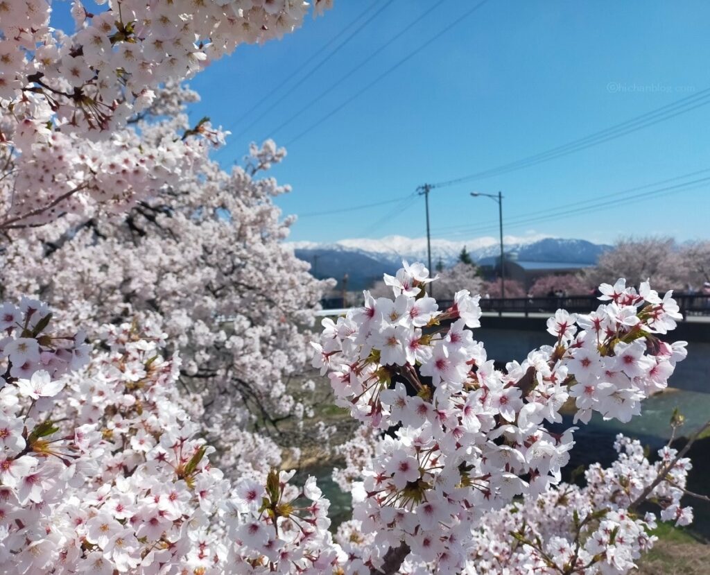 満開の桜