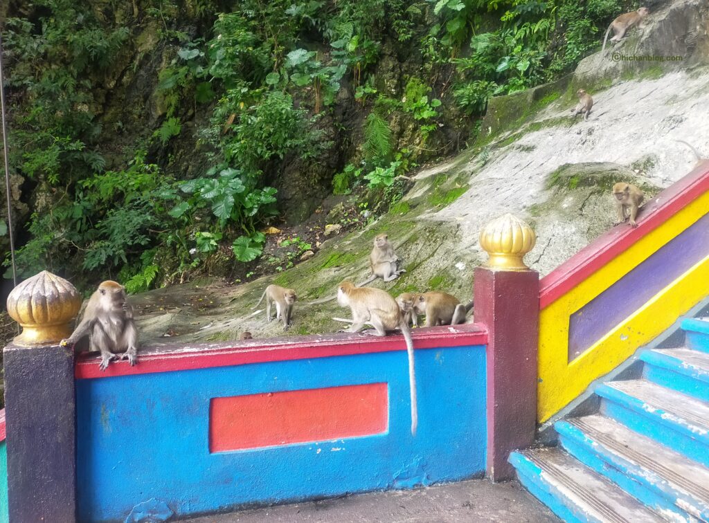 バトゥ洞窟の猿