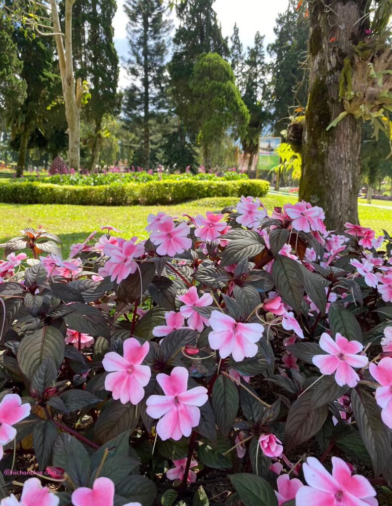 寺院のお花