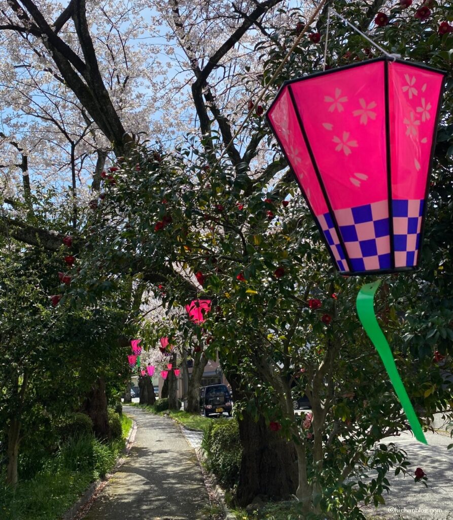 桜並木