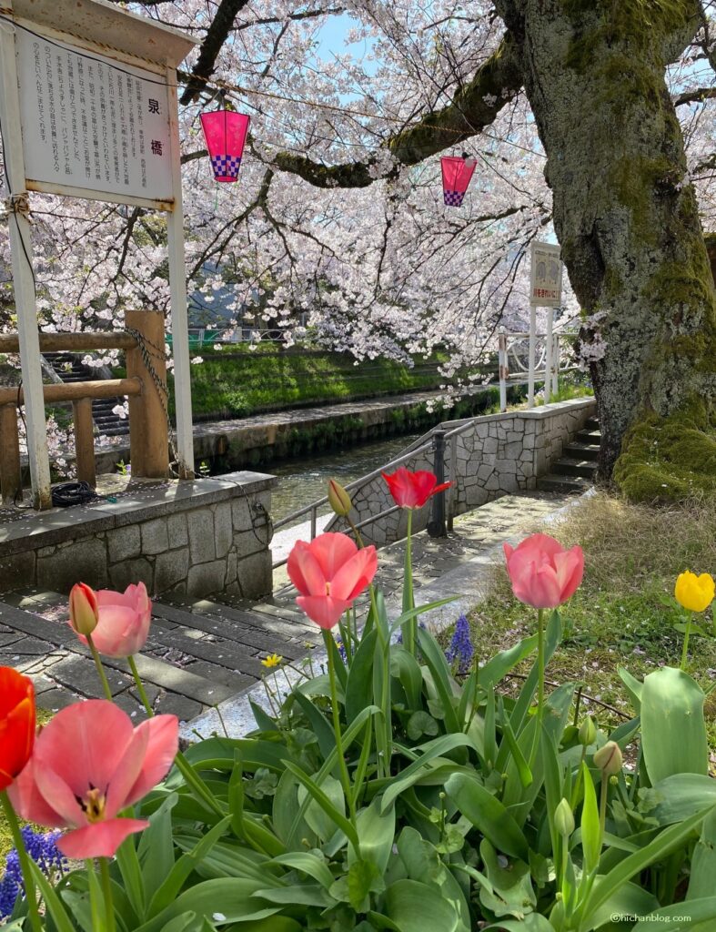 富山の桜