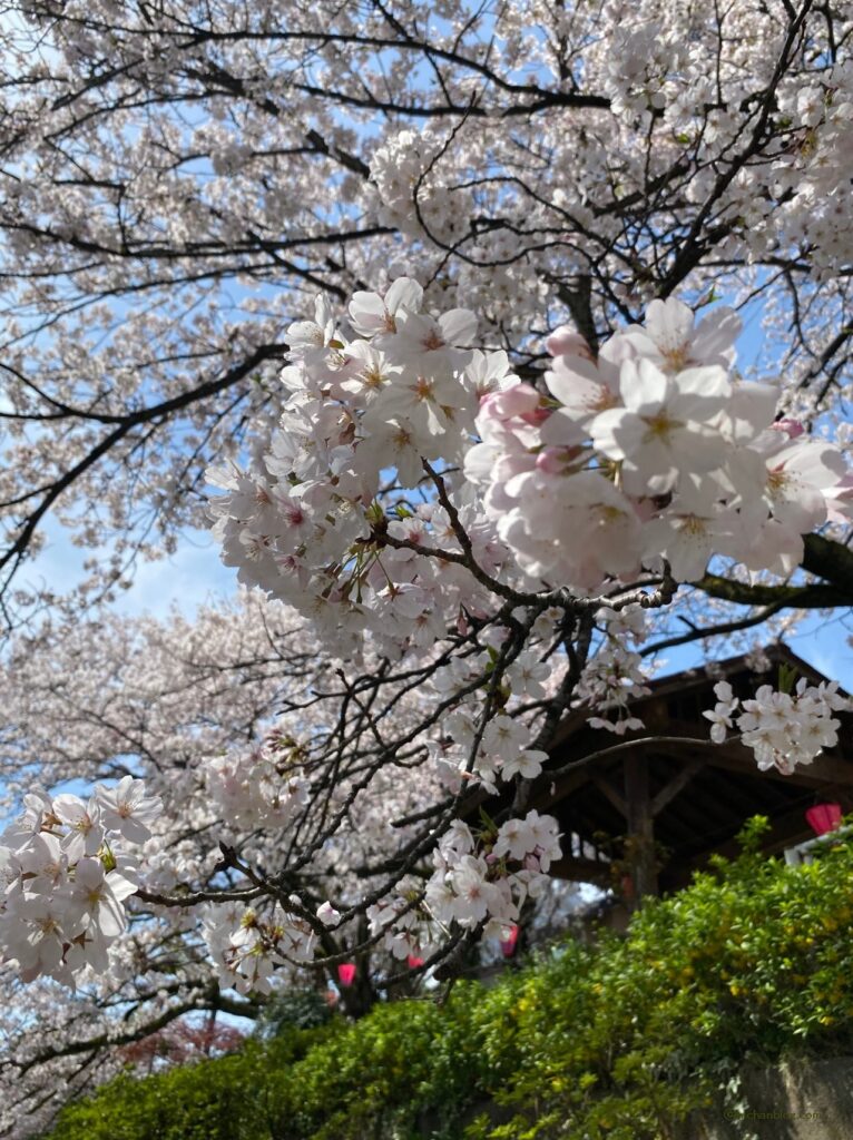 富山の桜