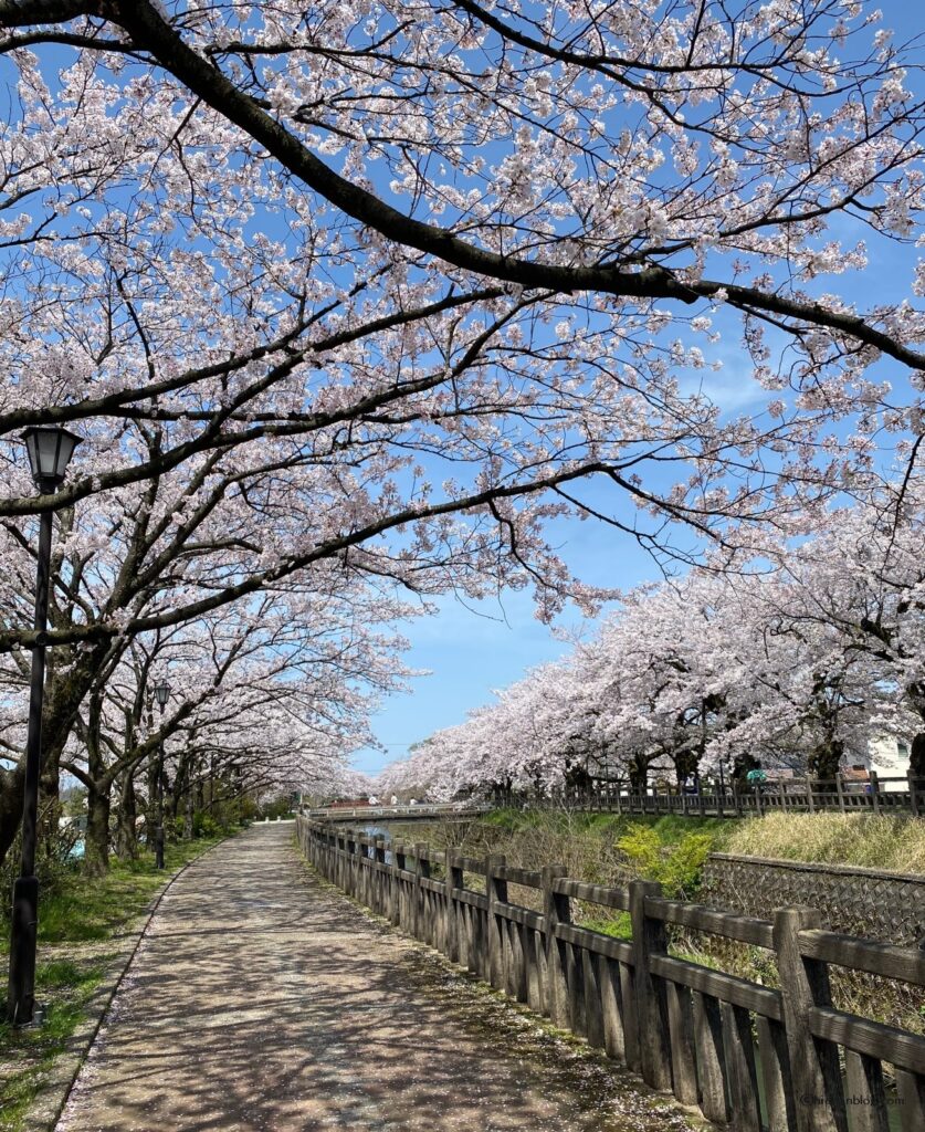 富山桜並木